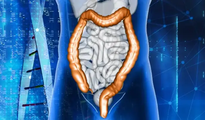 digestive system