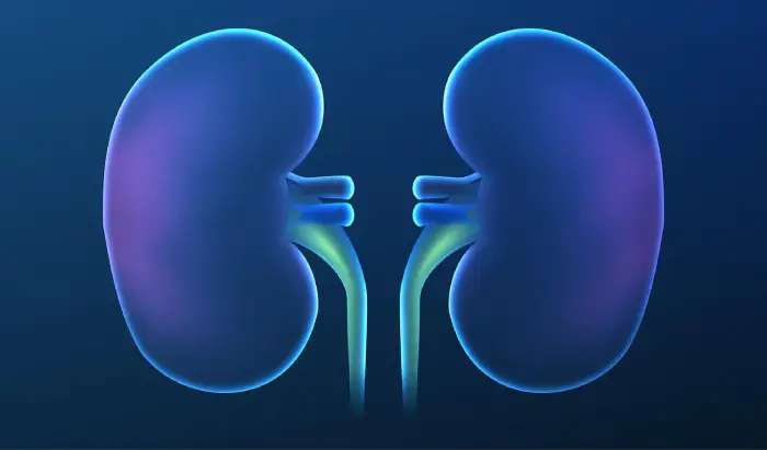 urinary system