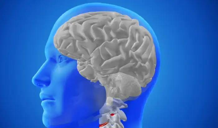 brain