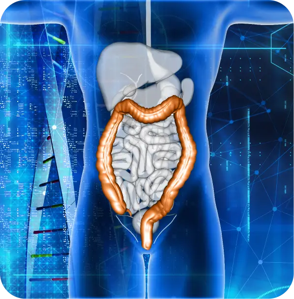 digestive system